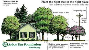 Tree Planting Image