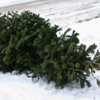 Christmas Tree at curb