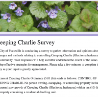 Thumbnail Graphic - Creeping Charlie Survey