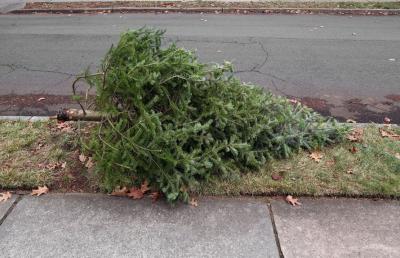 Christmas Tree at curb