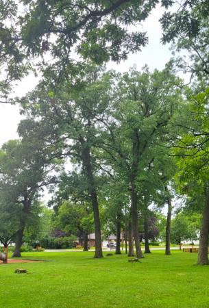 Smith Park Trees