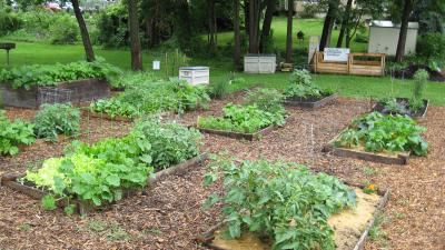 Community Garden Photo